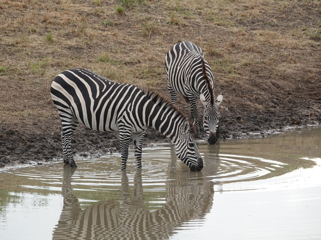 Tanzania Juvenile Safaris-阿鲁沙必去景点