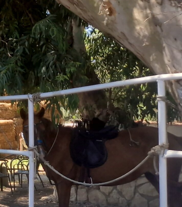 Athina & Dennis Horse Riding Centre-提斯里菲必去景点