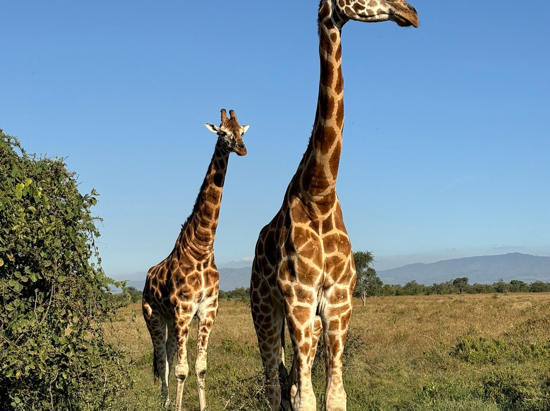 Brighte Maasai Adventures景点图片