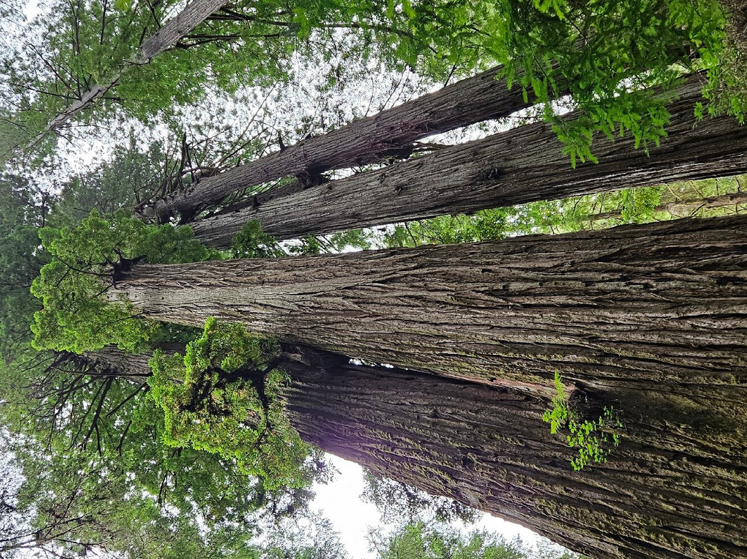 Grove of Titans Trail景点图片