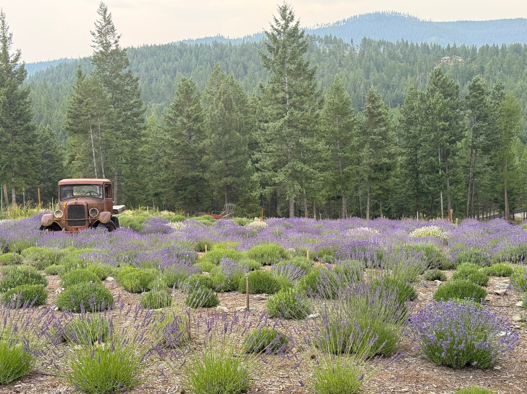 Purple mountain lavender
