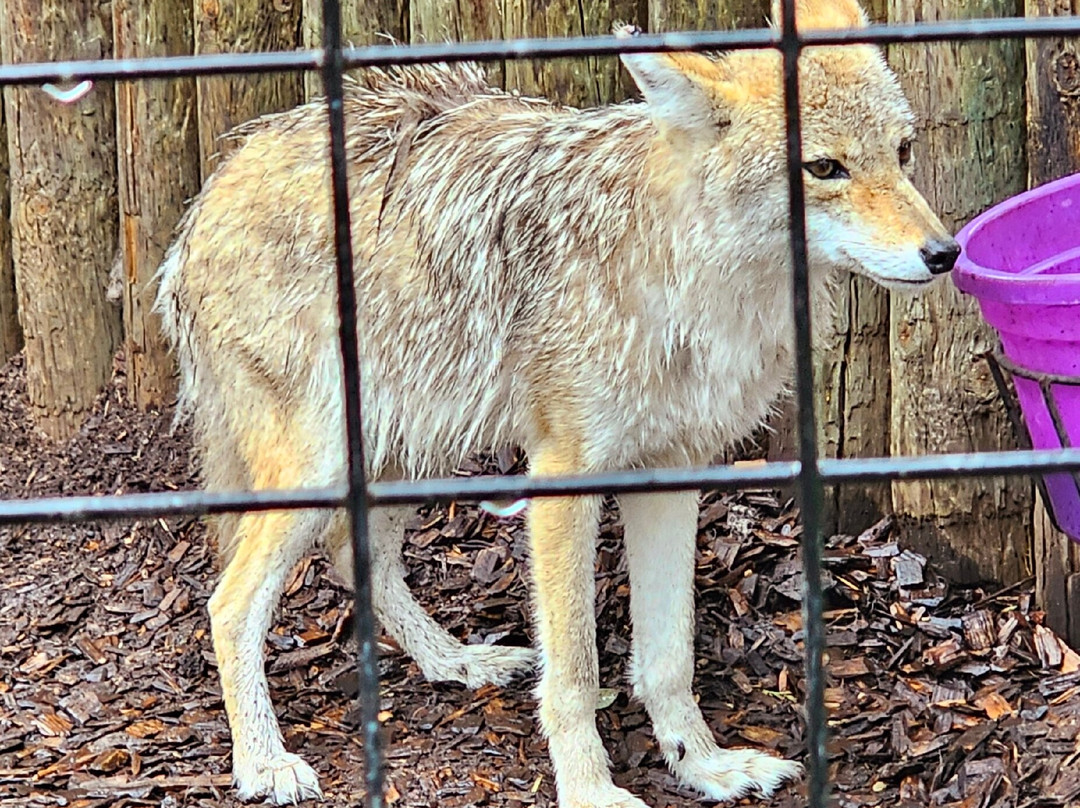 Safari North-Brainerd必去景点