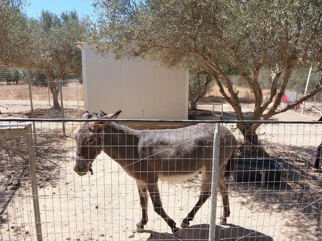 Patricia's Animal Farm-Kamilari必去景点