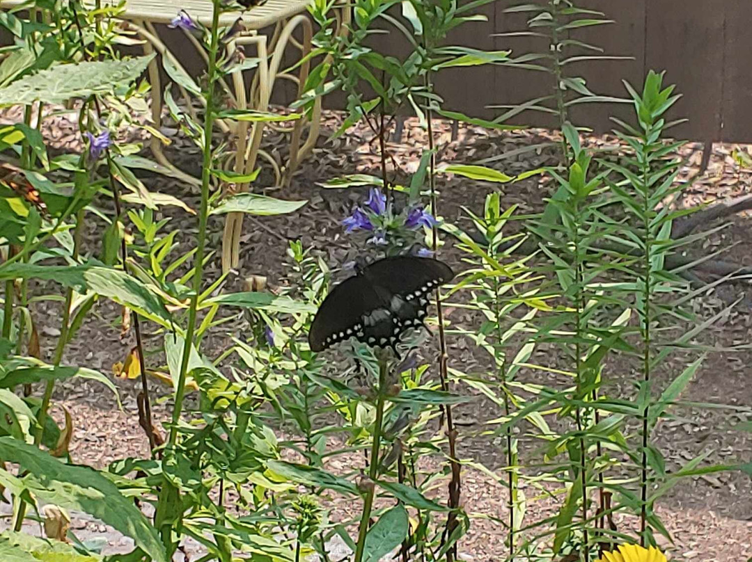 Butterflies of Cape Cod景点图片