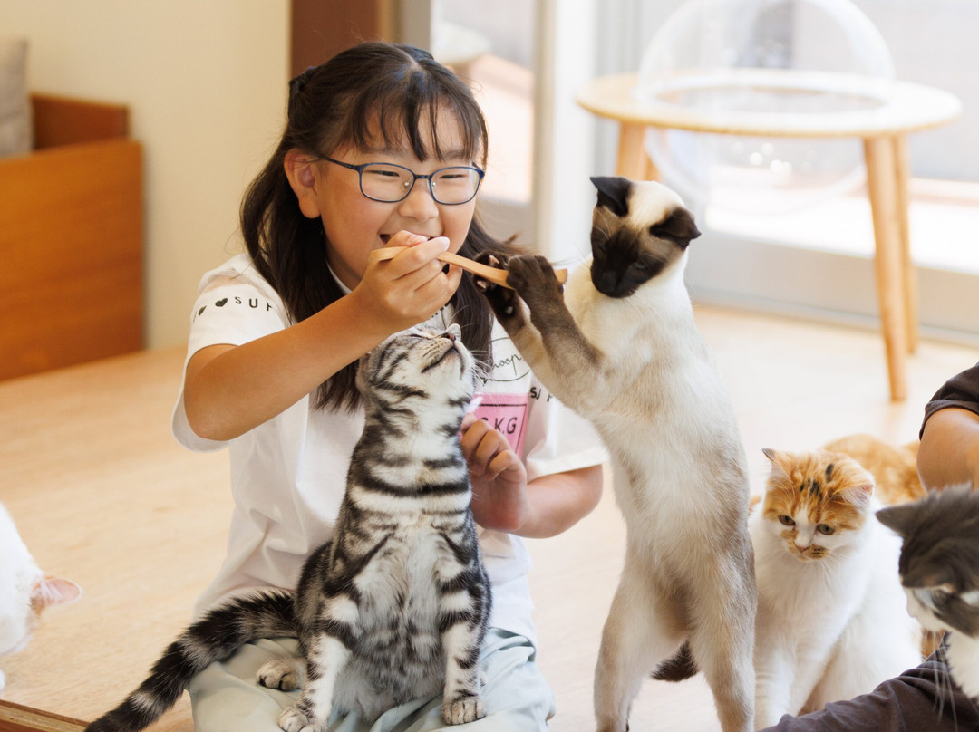 Cat Café Moff Iias Okinawa Toyosaki景点图片