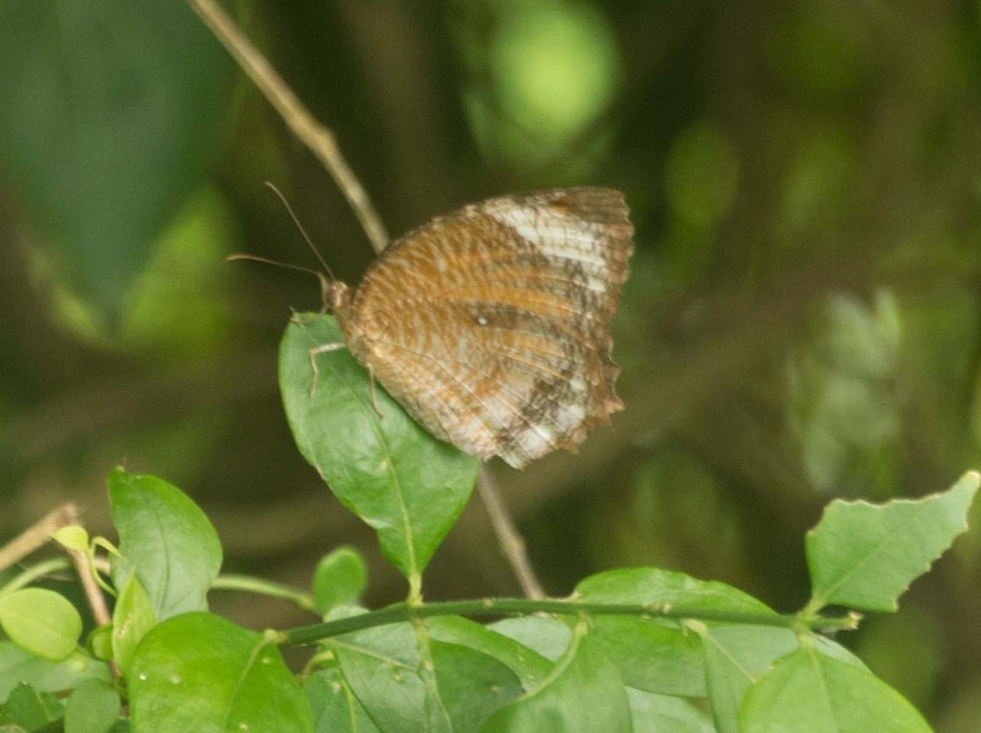 Anawilundawa Wetland Sanctuary-Chilaw必去景点