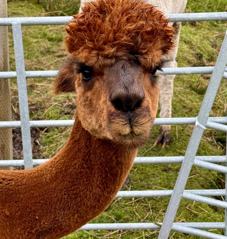 Alpacan - Alpacas of the Outer Hebrides景点图片