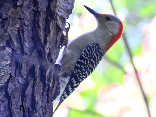Kensington Metropark-Milford必去景点