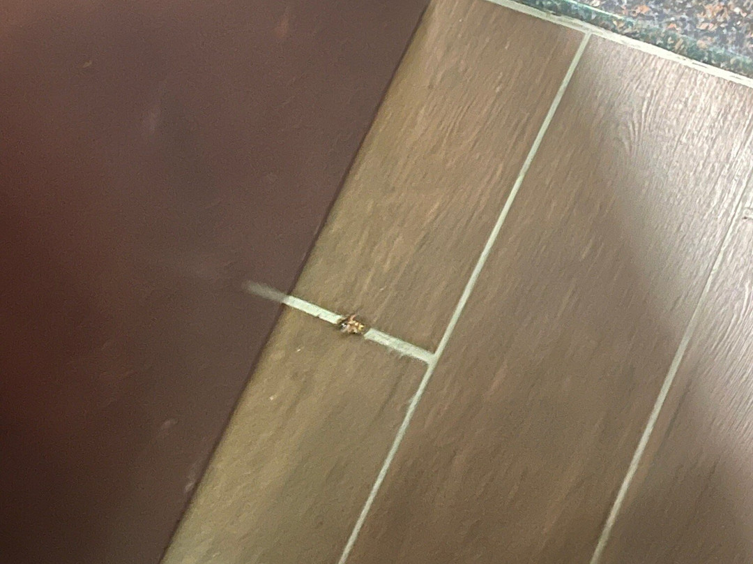 Best Western Plus Classic Inn & Suites主图