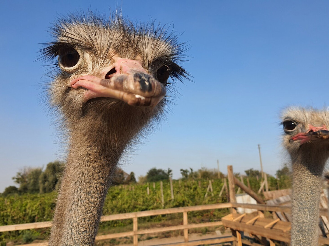 Ostrich Farm Dolina Strausov-Yasnogorodka必去景点