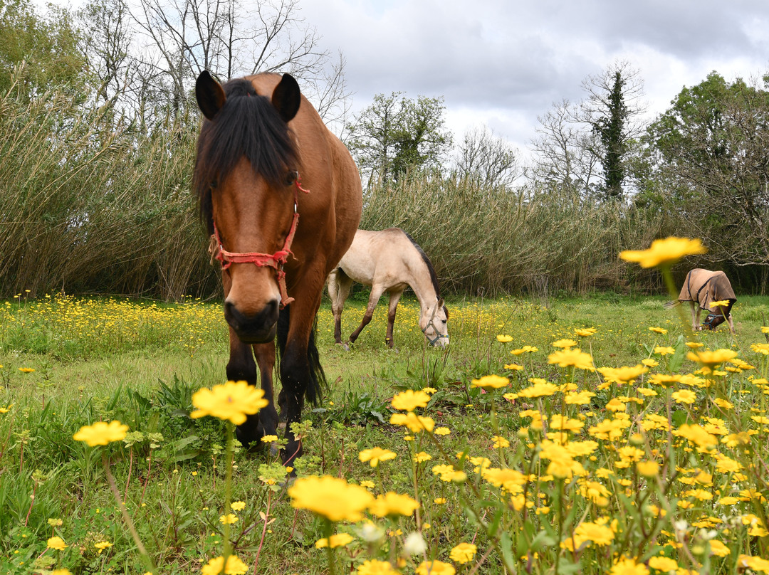 Equitare Rural