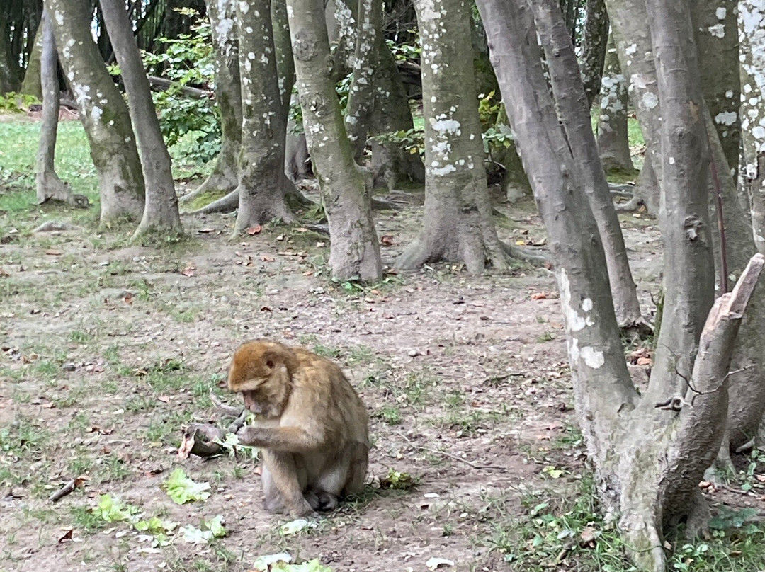 Affenberg Salem - Monkey Hill-塞勒姆必去景点