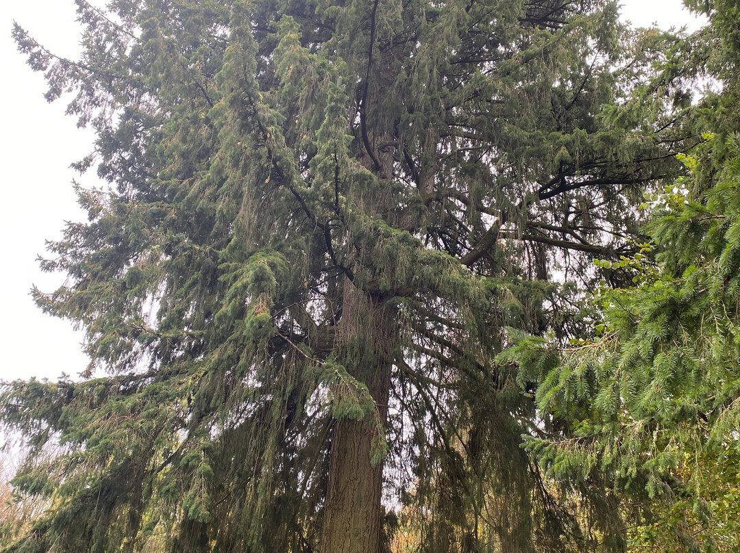 Inchmahome Priory-Port of Menteith必去景点