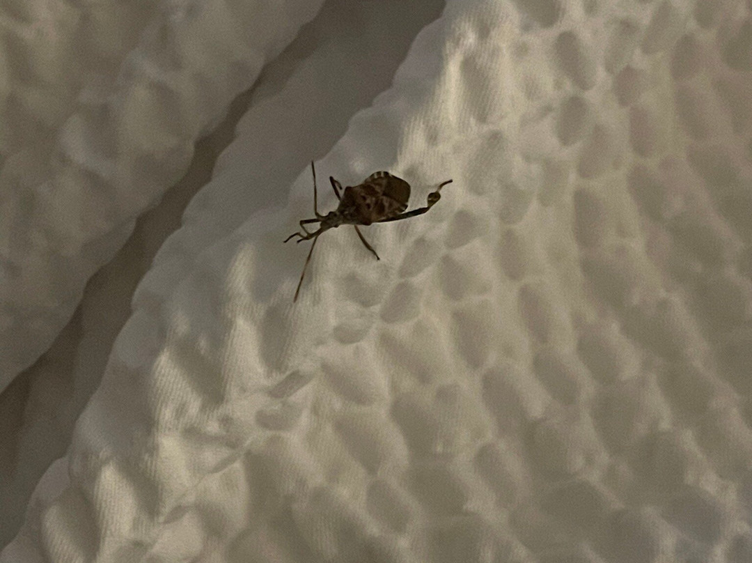 Deadwood Gulch Resort, Trademark Collection by Wyndham主图