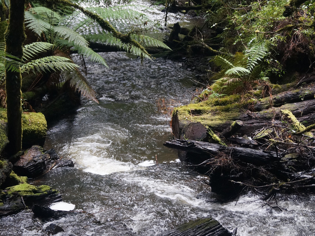 Philosopher Falls-Waratah必去景点