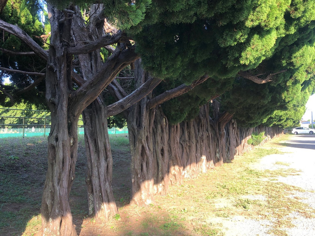 Fujimi Park-茂原市必去景点
