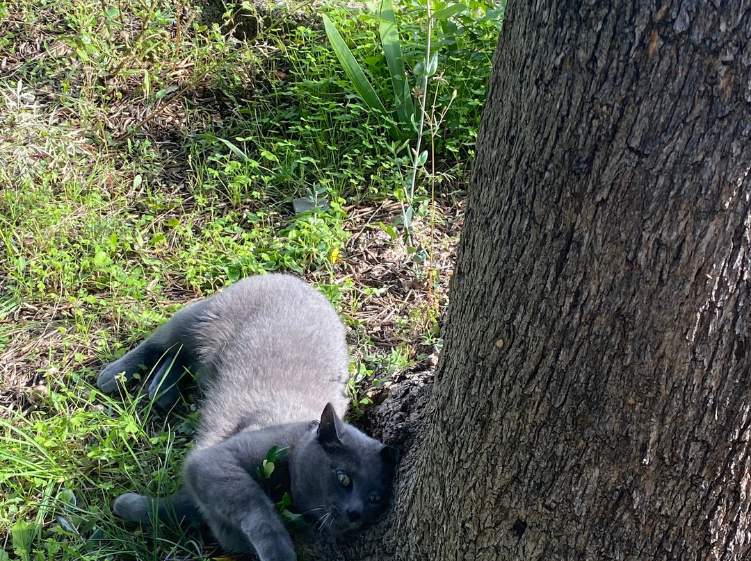 Podere Donzella-Castellaro必去景点