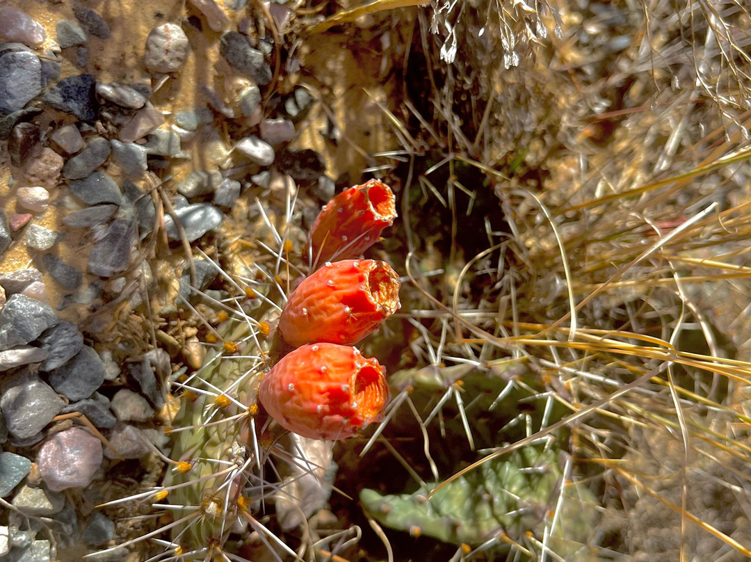 El Malpais National Monument-Grants必去景点