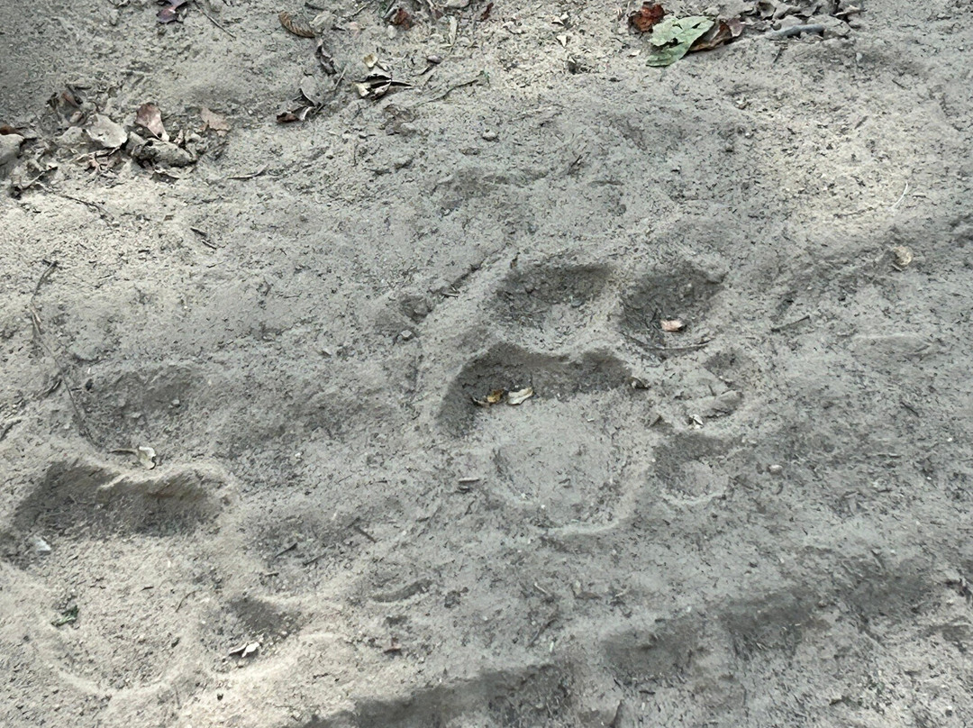 Little Affair Sariska主图