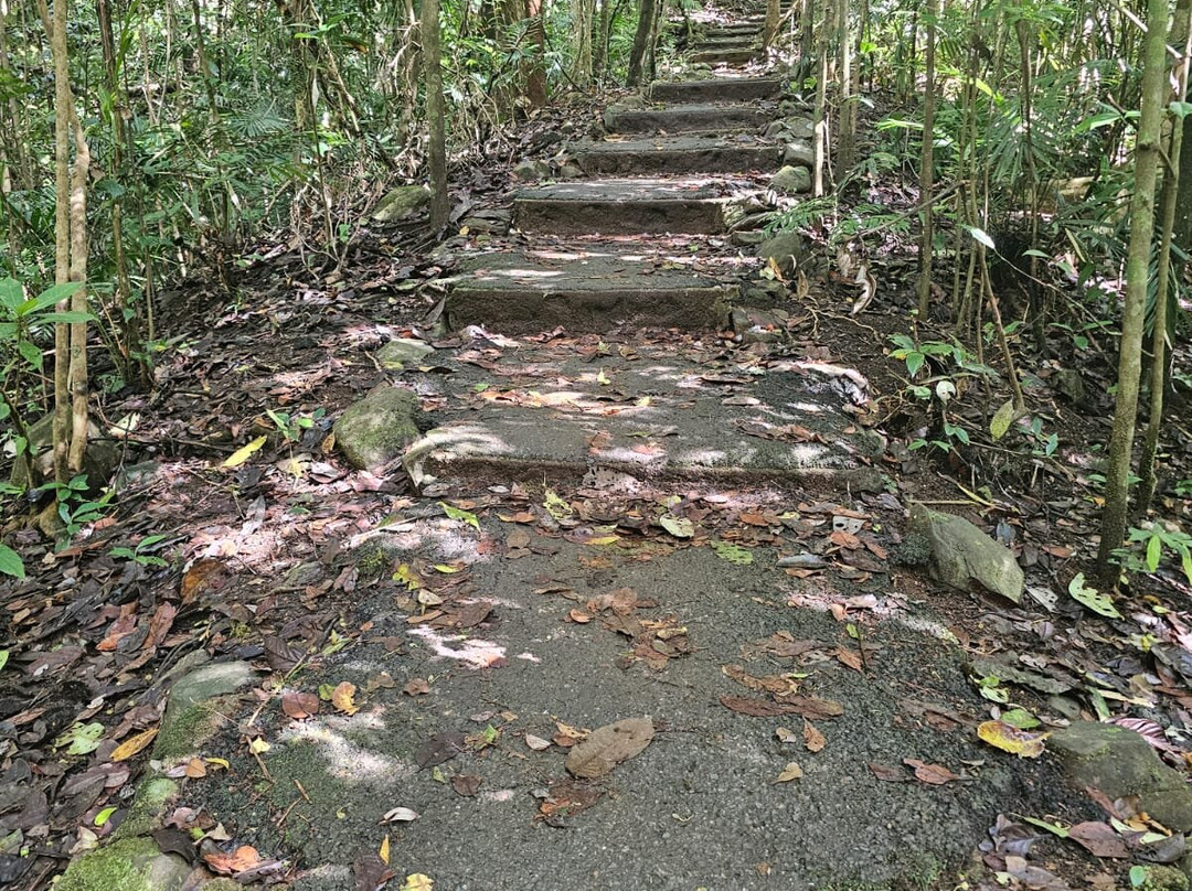 Ellinjaa Falls-Millaa Millaa必去景点