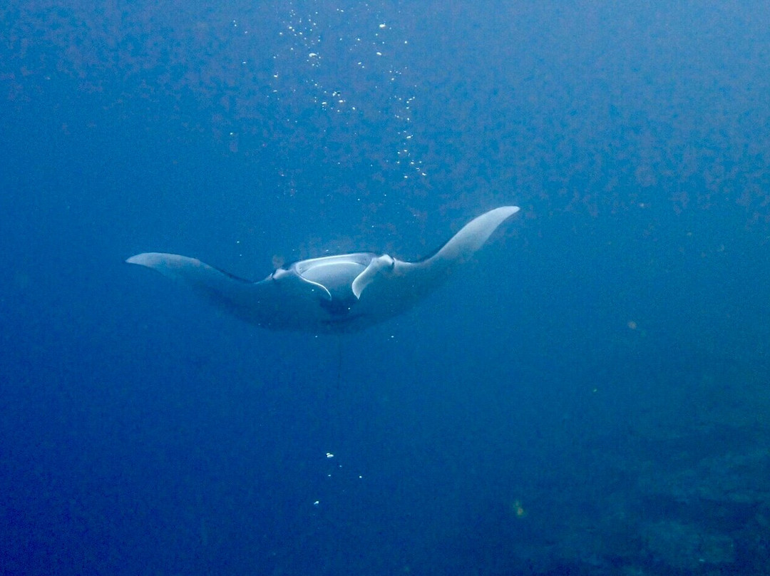 Marquises Diving Hiva Oa-Atuona必去景点