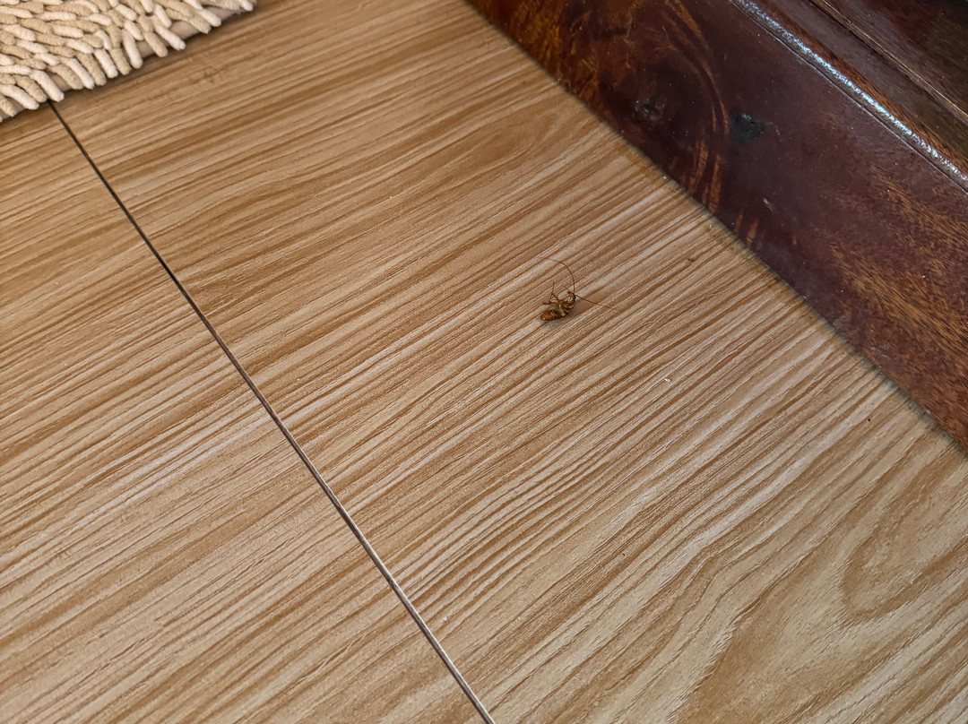 Siargao Latitude 10主图