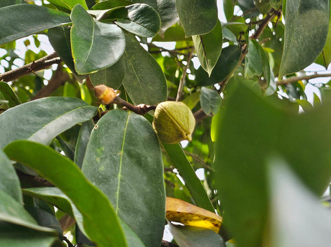 Yun Fook Trading (kolam Ikan)