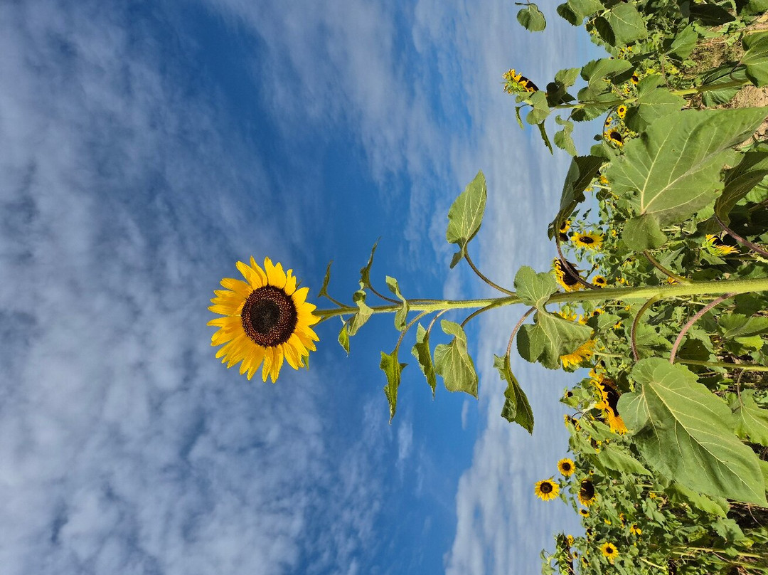 Manee Sorn Sunflower Field景点图片