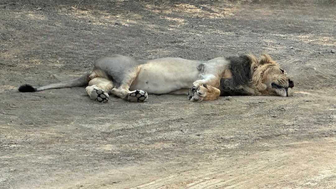 Ambardi Safari Park景点图片