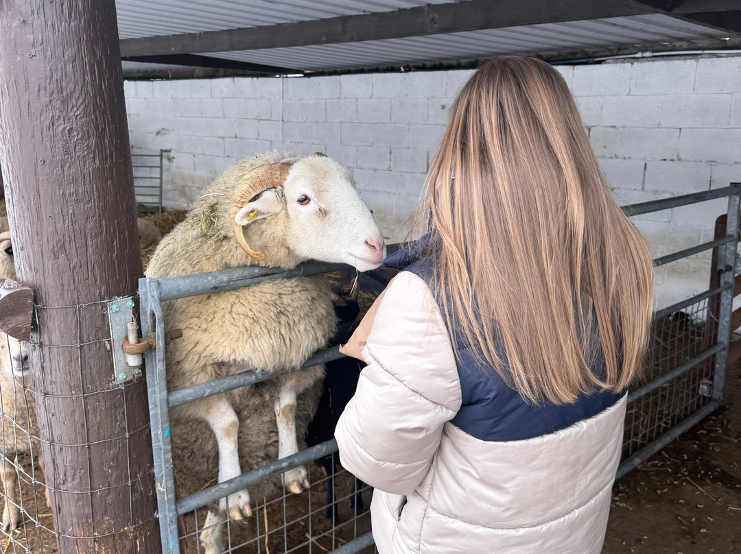 Cholderton Rare Breeds Farm-Cholderton必去景点