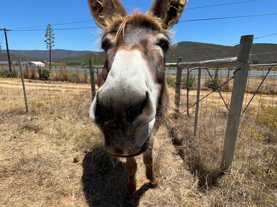 Eseltjiesrus Donkey Sanctuary-McGregor必去景点