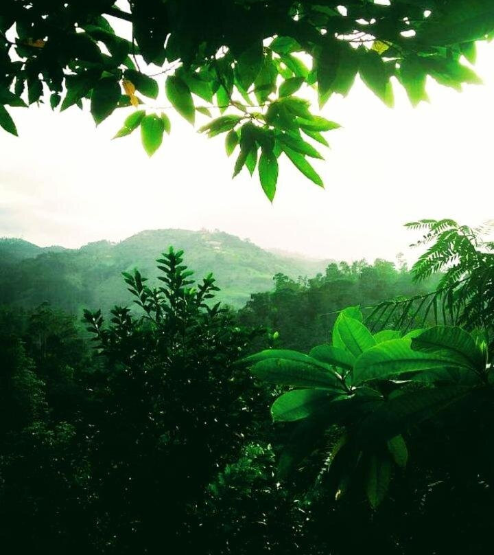 Green Jungle Cool View