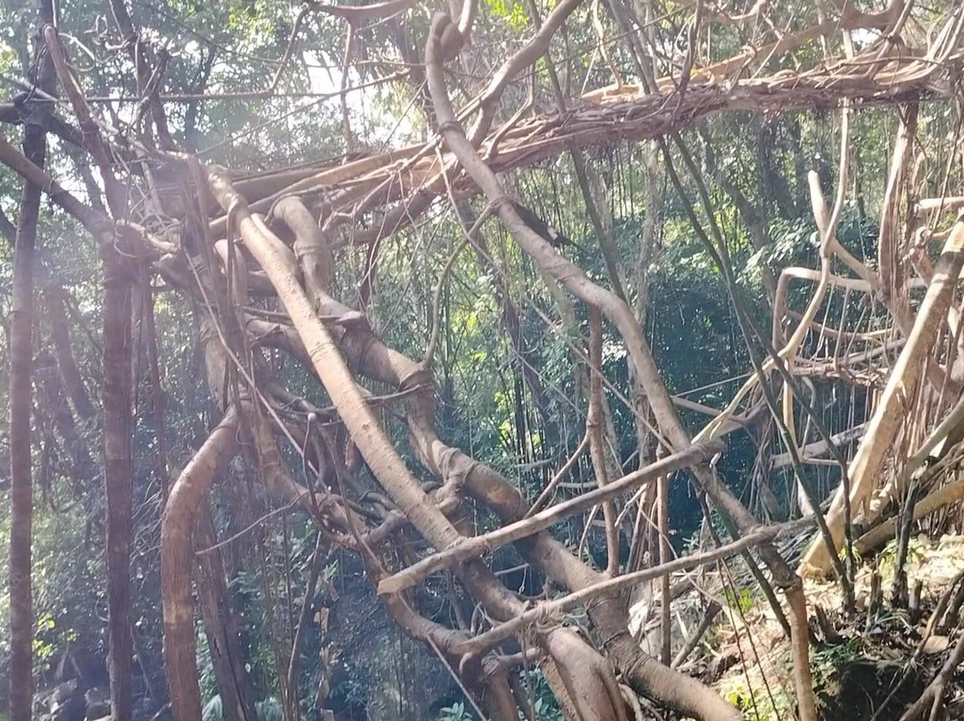 Umkar Living Root Bridge景点图片