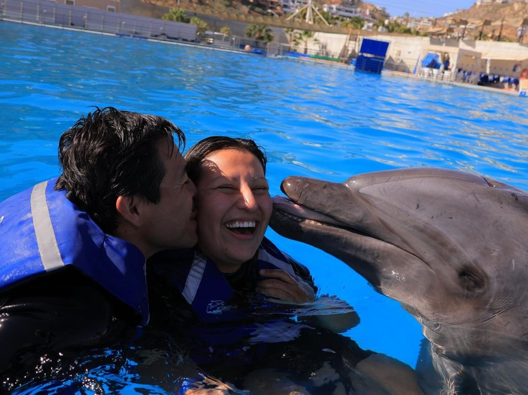 Dolphin Discovery Los Cabos-圣何塞卡波必去景点
