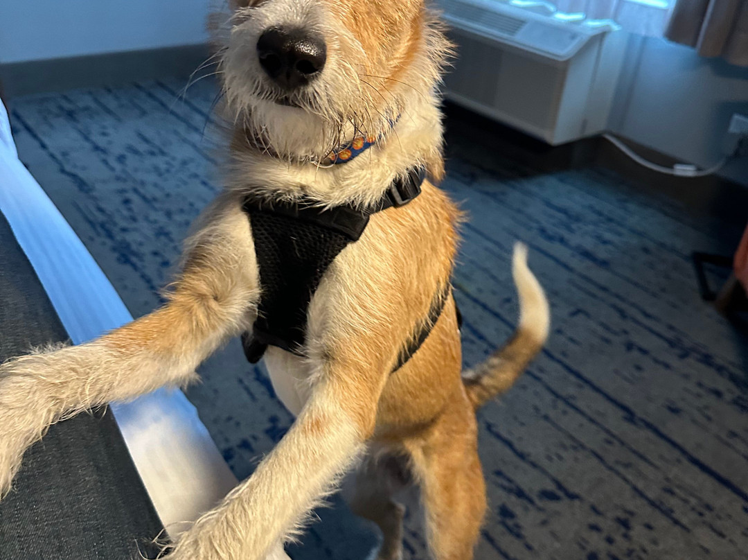 La Quinta Inn & Suites By Wyndham Marysville主图