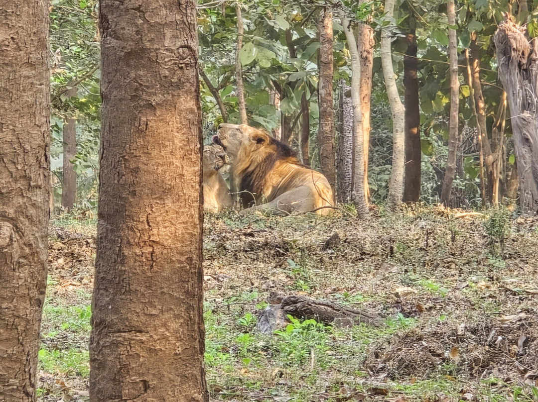Silvassa Vasona Lion Safari-锡尔瓦萨必去景点