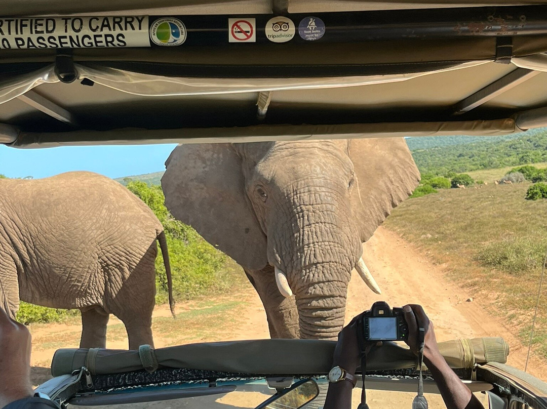 African Sightings Adventure Tours & Safaris景点图片