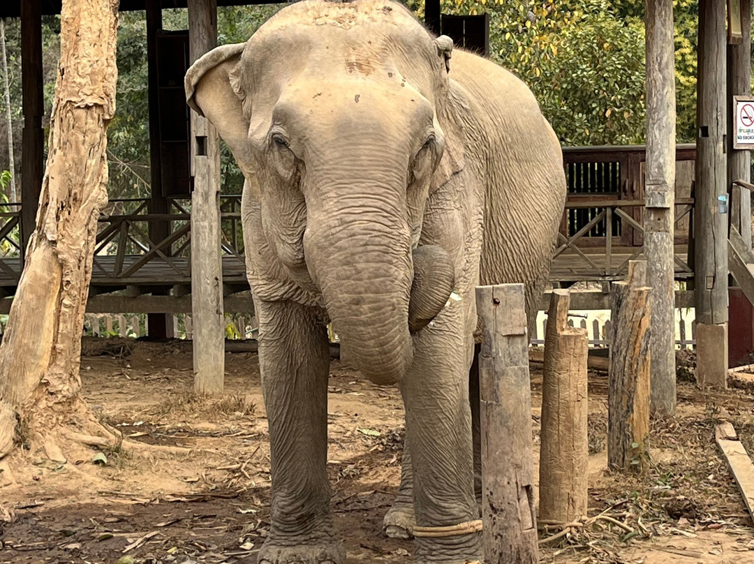 Elephant Adventure Village-旺阳必去景点