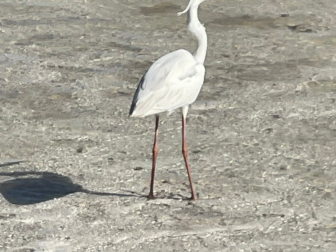 Playa Punta Cocos景点图片