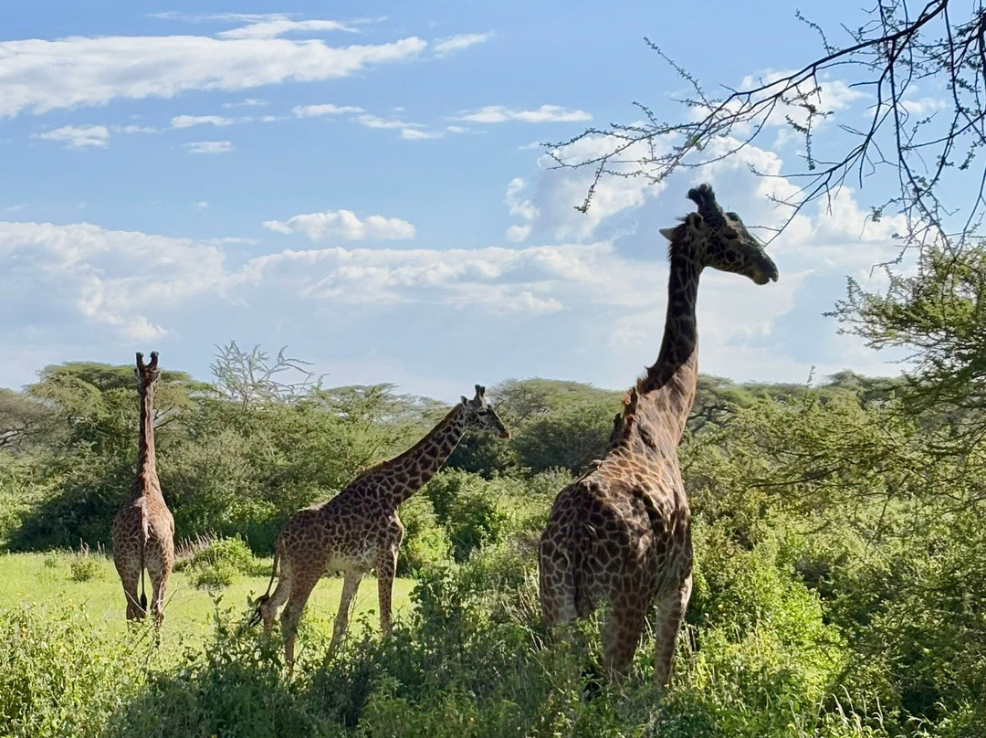 Wild Authentic Tanzania景点图片
