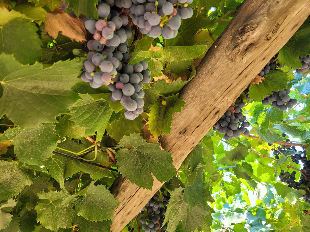 Ampora Wine Tours景点图片