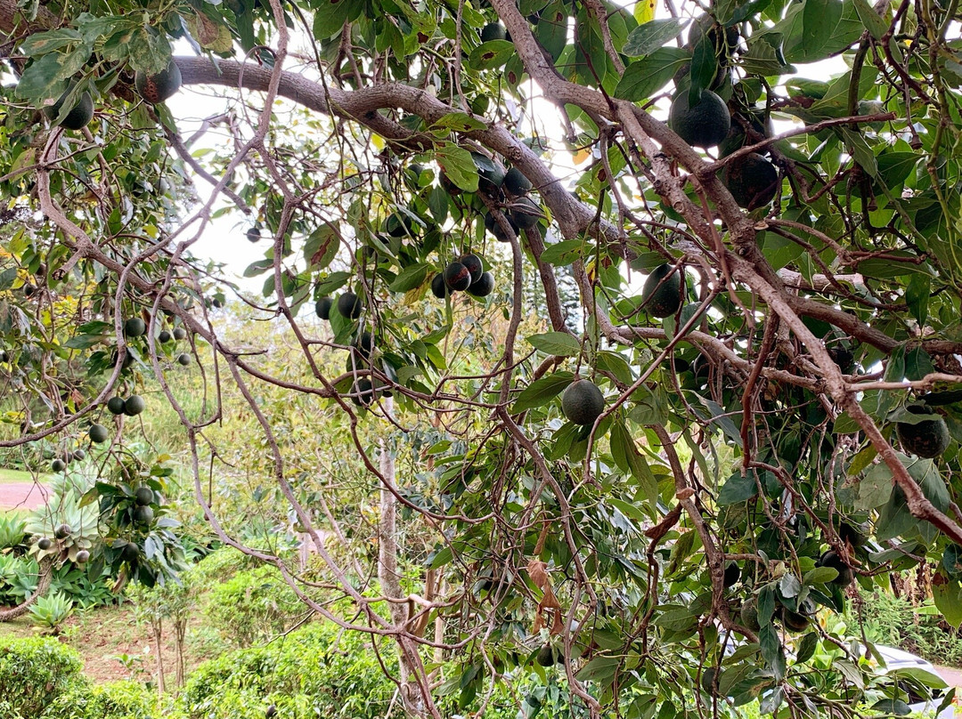 Ho'omana Spa Maui-马卡瓦必去景点