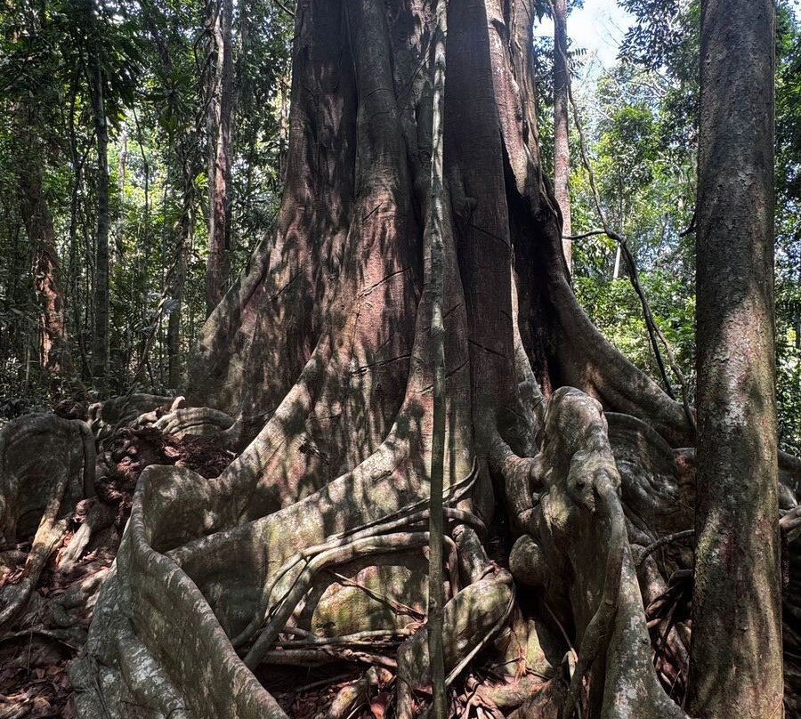The Old Trees-阁骨岛必去景点