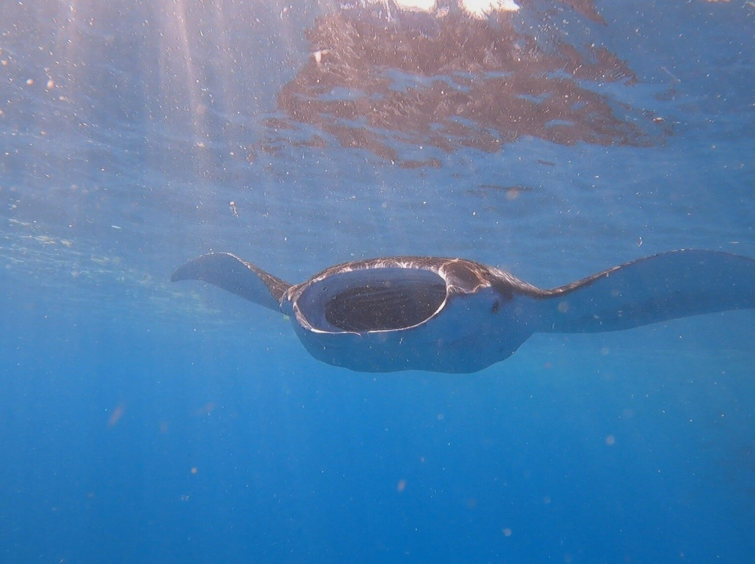 Hawai'i Surf and Kayak-普阿克必去景点