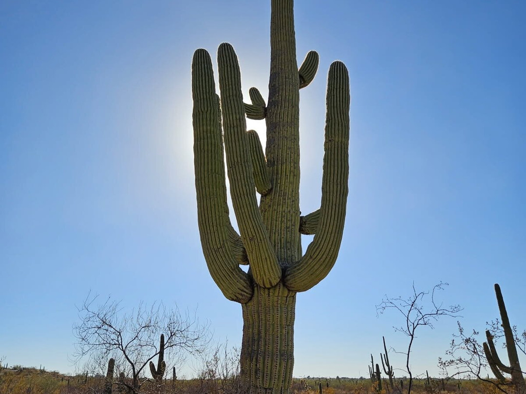 Cactus Forest Drive-图森必去景点