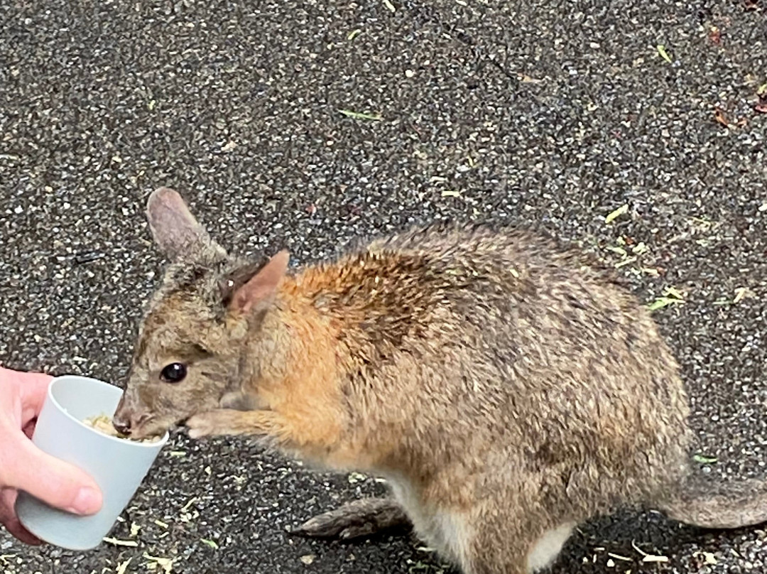 Featherdale Sydney Wildlife Park景点图片