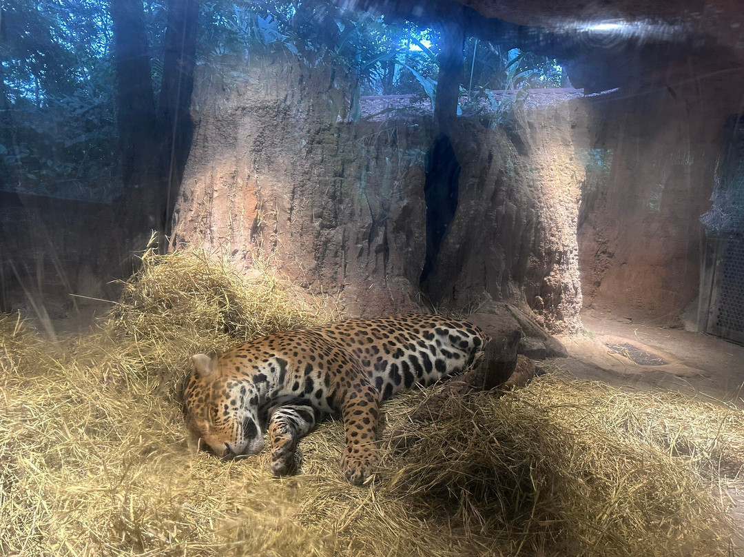 Animália Park-Cotia必去景点