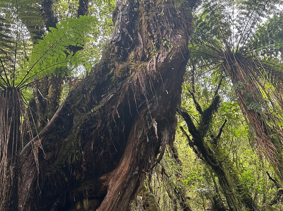 Glacier Valley Eco Tours-西海岸地区必去景点