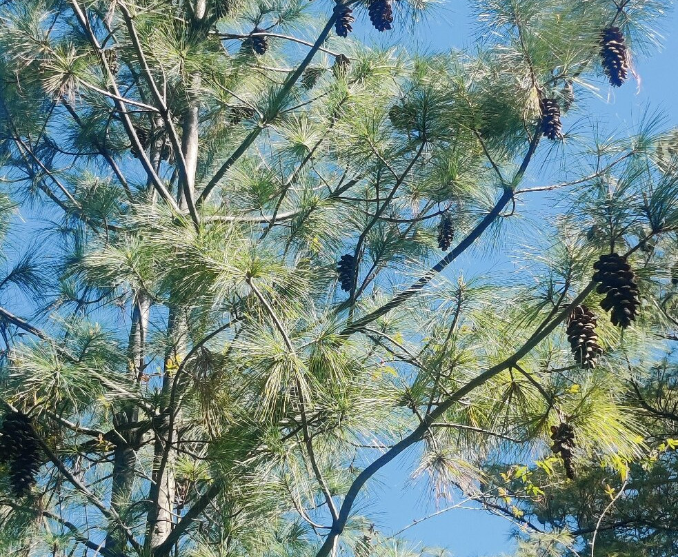 Wood Vista Cottages主图