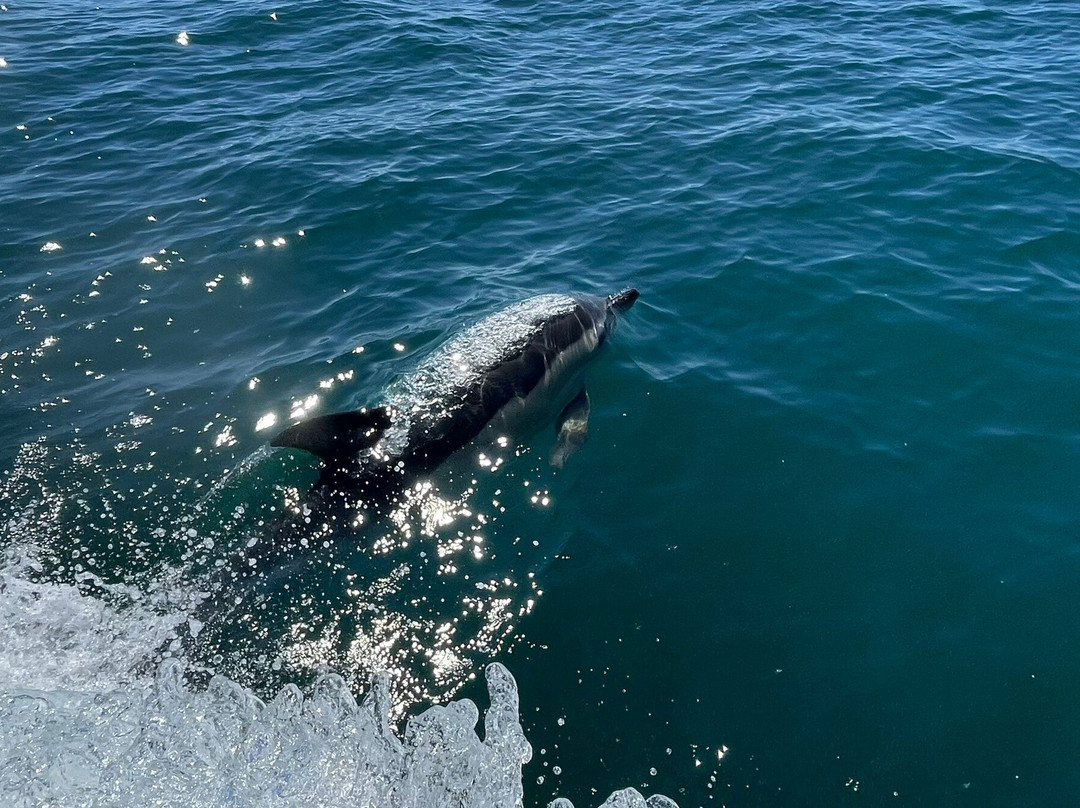 Ecomarine Algarve-法罗必去景点